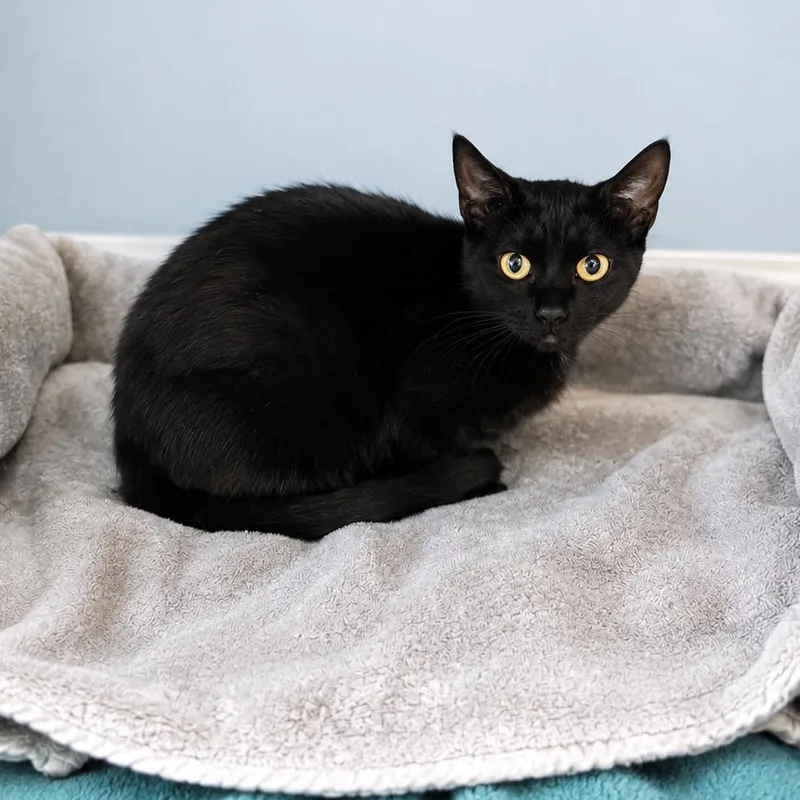 A young small-sized female Black Domestic Short Hair cat named Nellie Noodle for adoption in Hopkinton, MA