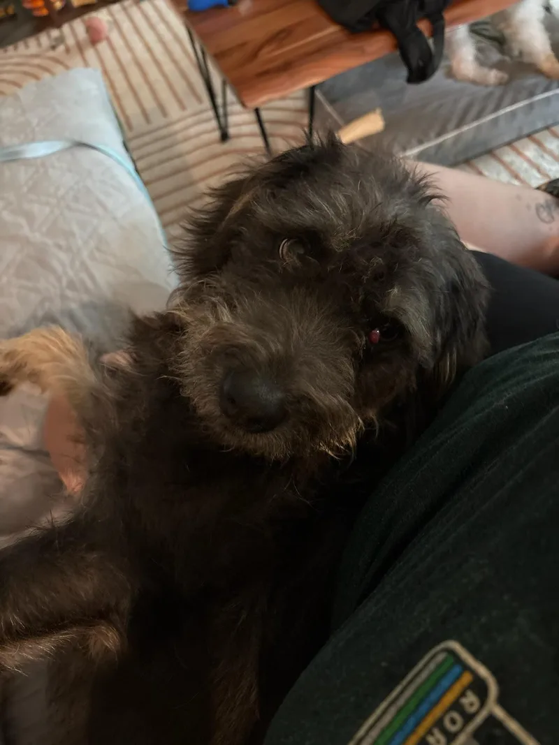 An adult medium-sized male Bicolor Schnauzer dog named Waylon for adoption in Garland, TX