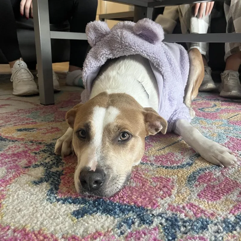 Brooklyn thumbnail 2