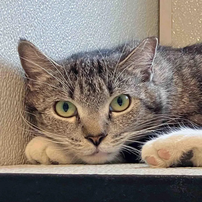 A young medium-sized female Tabby (Buff / Tan / Fawn) Domestic Short Hair cat named Lucinda for adoption in Stamford, CT