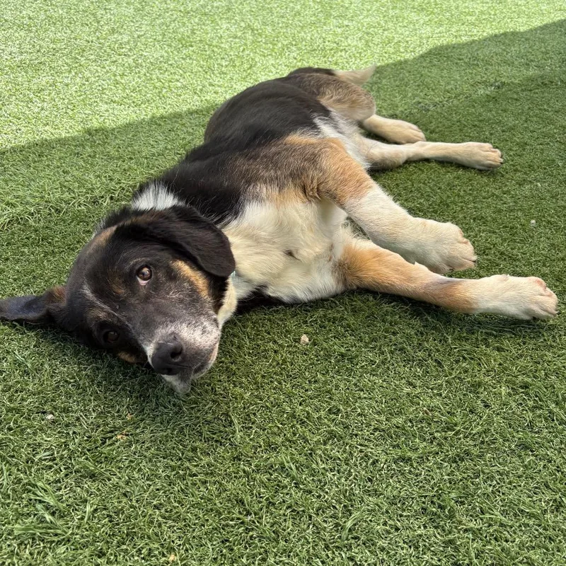 An adult medium-sized male Black Mixed Breed dog named Rowdy for adoption in Batavia, OH