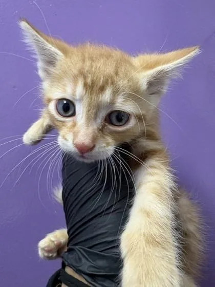 A baby small-sized male Orange / Red Domestic Short Hair cat named 61016212 for adoption in El Paso, TX