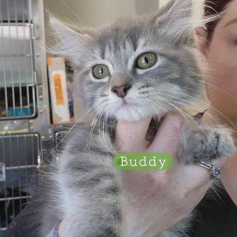 A baby small-sized female Brown / Chocolate Domestic Short Hair cat named Buddy for adoption in Columbia Station, OH