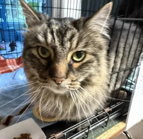 Tigger Fluffy