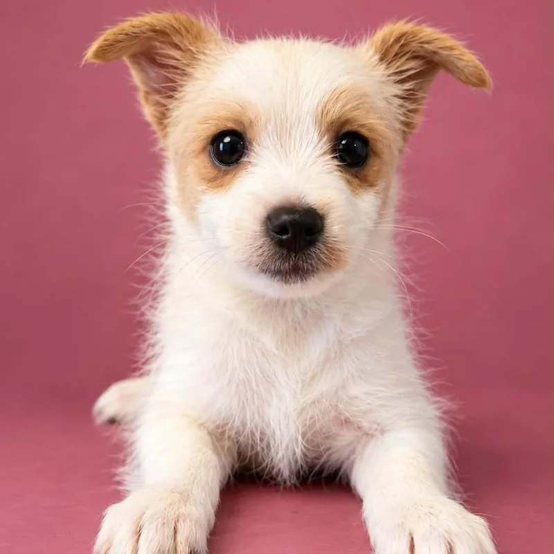 A baby small-sized female White / Cream Chihuahua dog named Cobweb for adoption in Newport, TN