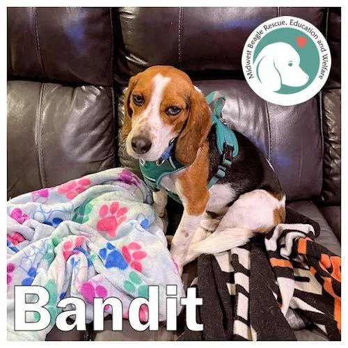 Bandit