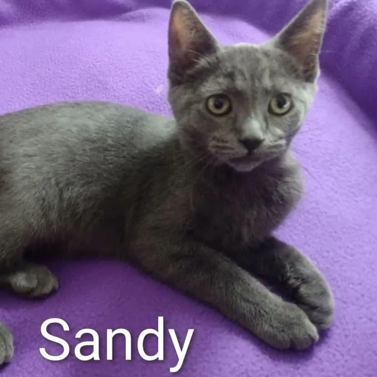 Sandy