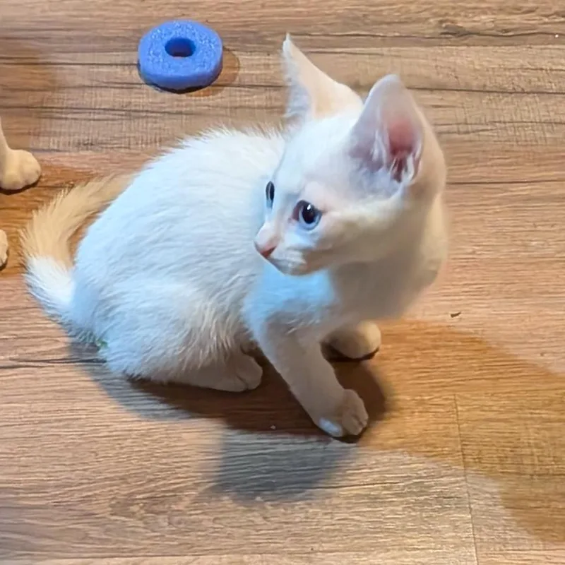 A baby small-sized female Domestic Short Hair cat named Cutie for adoption in Volcano, HI