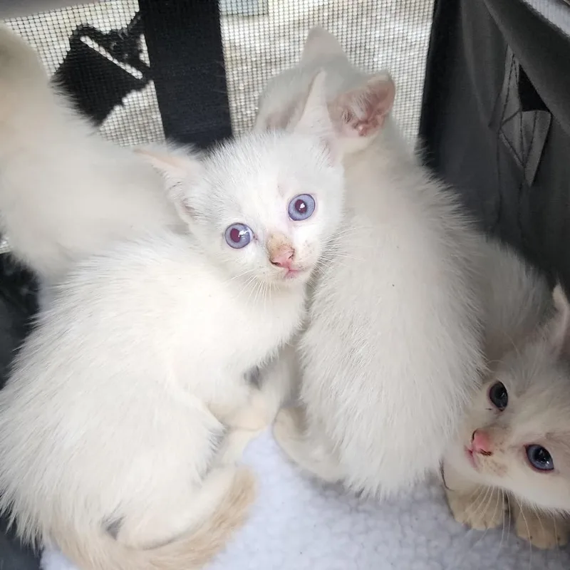 Cutie thumbnail 2