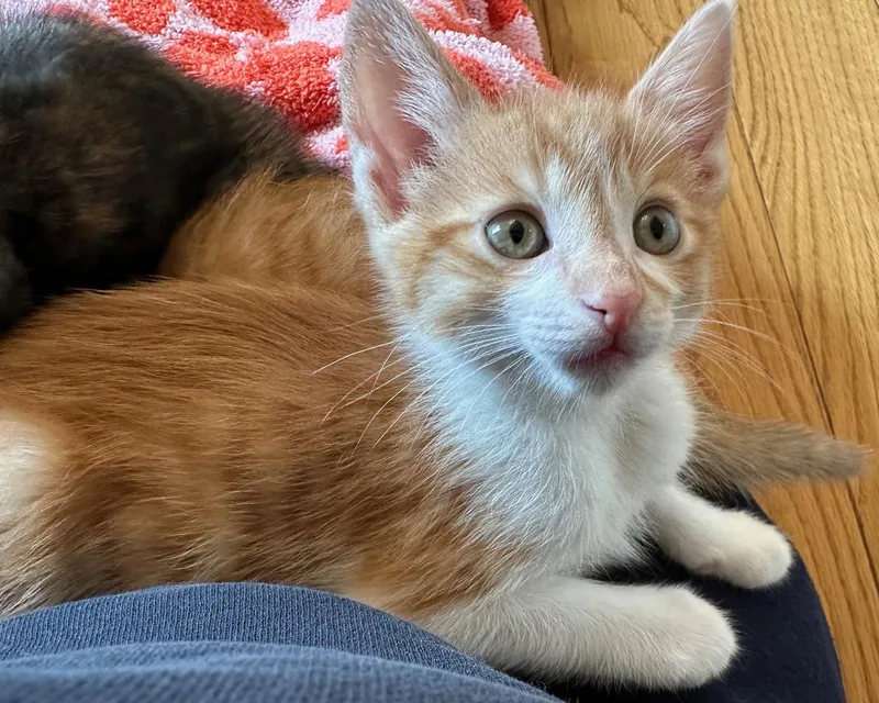 Archie & Butternut thumbnail 2