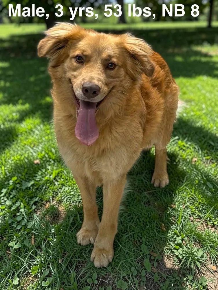 A young medium-sized female Golden Retriever dog named Cooper for adoption in Manhattan, NY