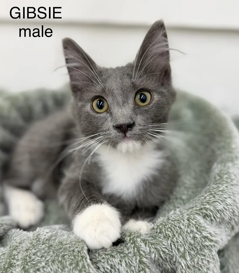 A young medium-sized male Domestic Medium Hair cat named Gibsie for adoption in Sonora, CA