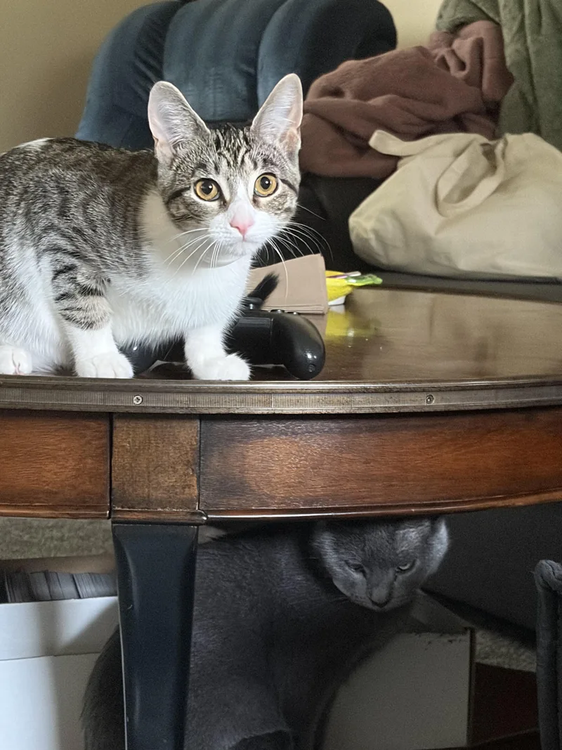 A young medium-sized female Gray & White American Shorthair cat named Luna for adoption in Waverly, IA