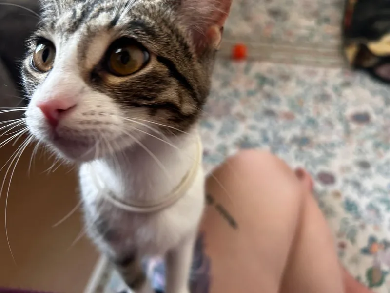 Luna thumbnail 2