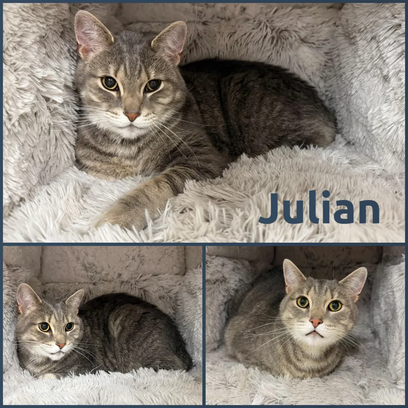 An adult medium-sized male Tabby (Gray / Blue / Silver) Domestic Short Hair cat named Julian for adoption in Louisville, KY