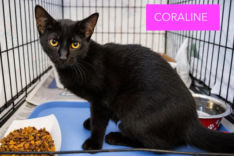 A young medium-sized female Domestic Short Hair cat named Coraline for adoption in Greenville, DE