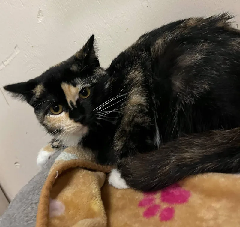 A baby medium-sized female Tortoiseshell cat named Eve for adoption in Leavenworth, KS