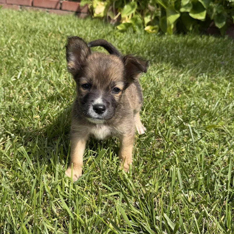 A baby medium-sized male Spaniel dog named Sargo for adoption in San Diego, CA
