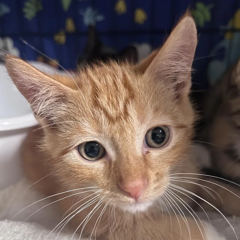 Cumin City Of Industry thumbnail 2