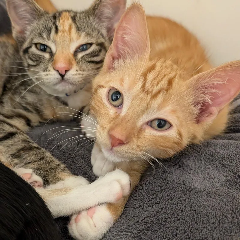 Cumin City Of Industry thumbnail 3