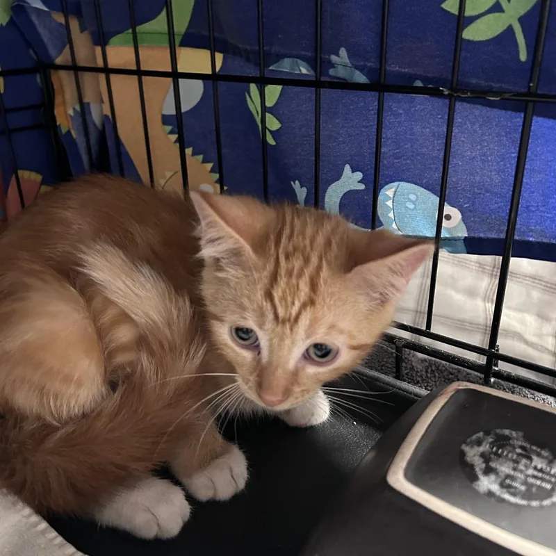 Cumin City Of Industry thumbnail 4