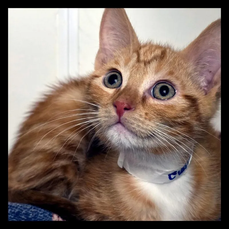 Cumin City Of Industry thumbnail 5