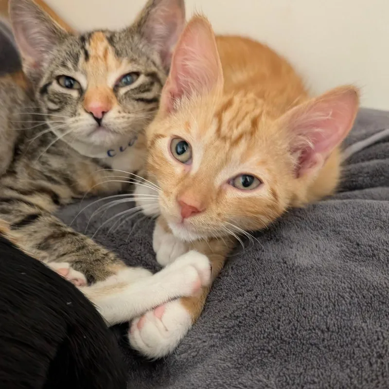 Cumin City Of Industry thumbnail 6