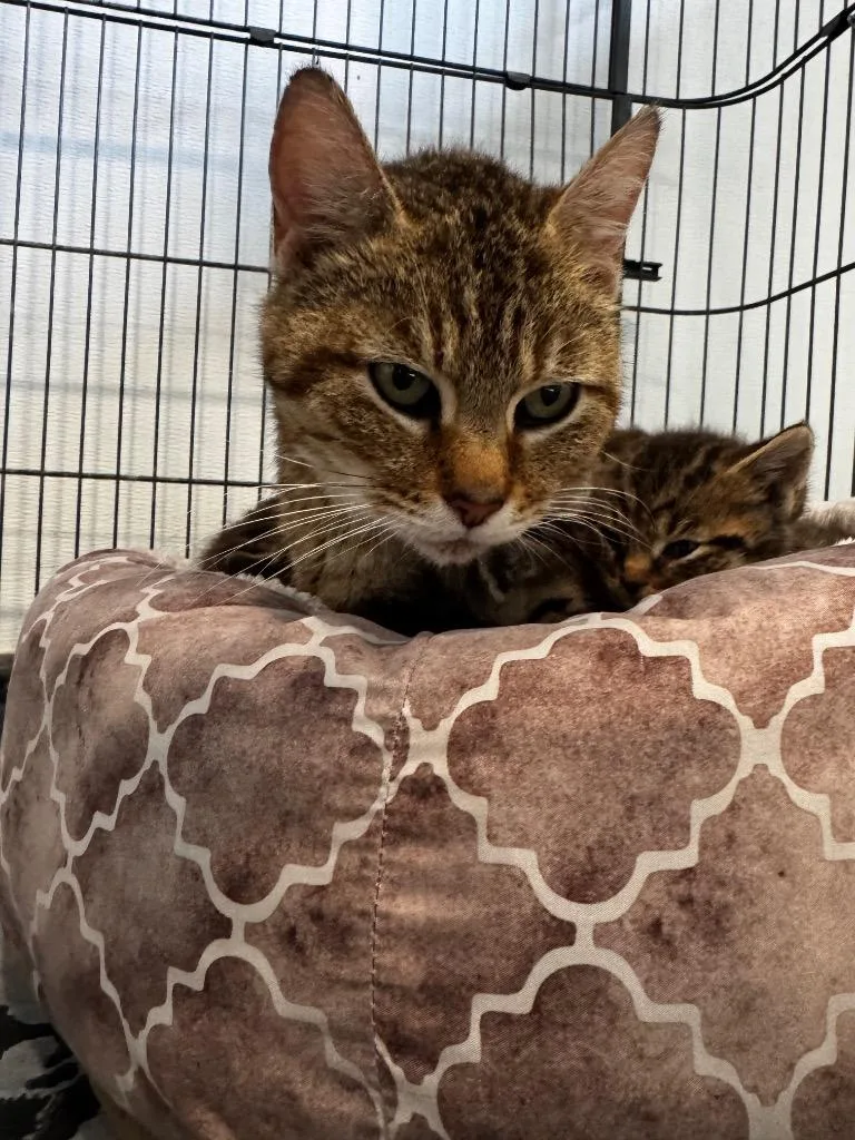 A baby small-sized female Abyssinian cat named Luna Pink for adoption in Charlotte, MI