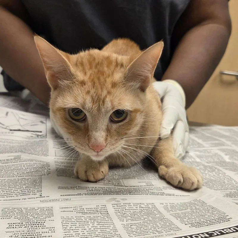 A young medium-sized female Orange / Red Domestic Short Hair cat named Millie for adoption in Jacksonville, FL