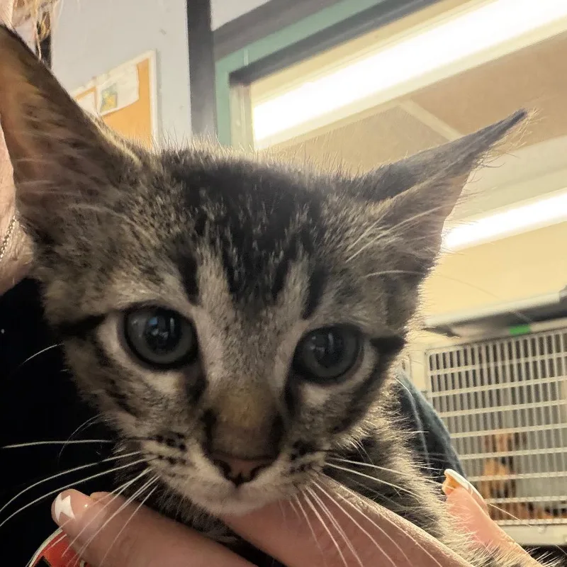 A baby small-sized female Gray / Blue / Silver Domestic Short Hair cat named Pebble for adoption in Lake Jackson, TX