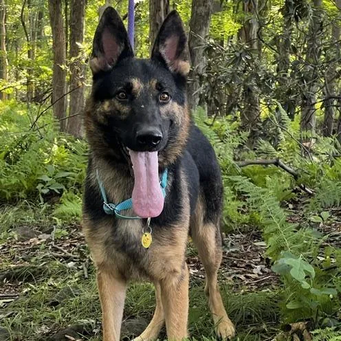 An adult medium-sized male Black German Shepherd Dog dog named Hutch for adoption in New Ringgold, PA
