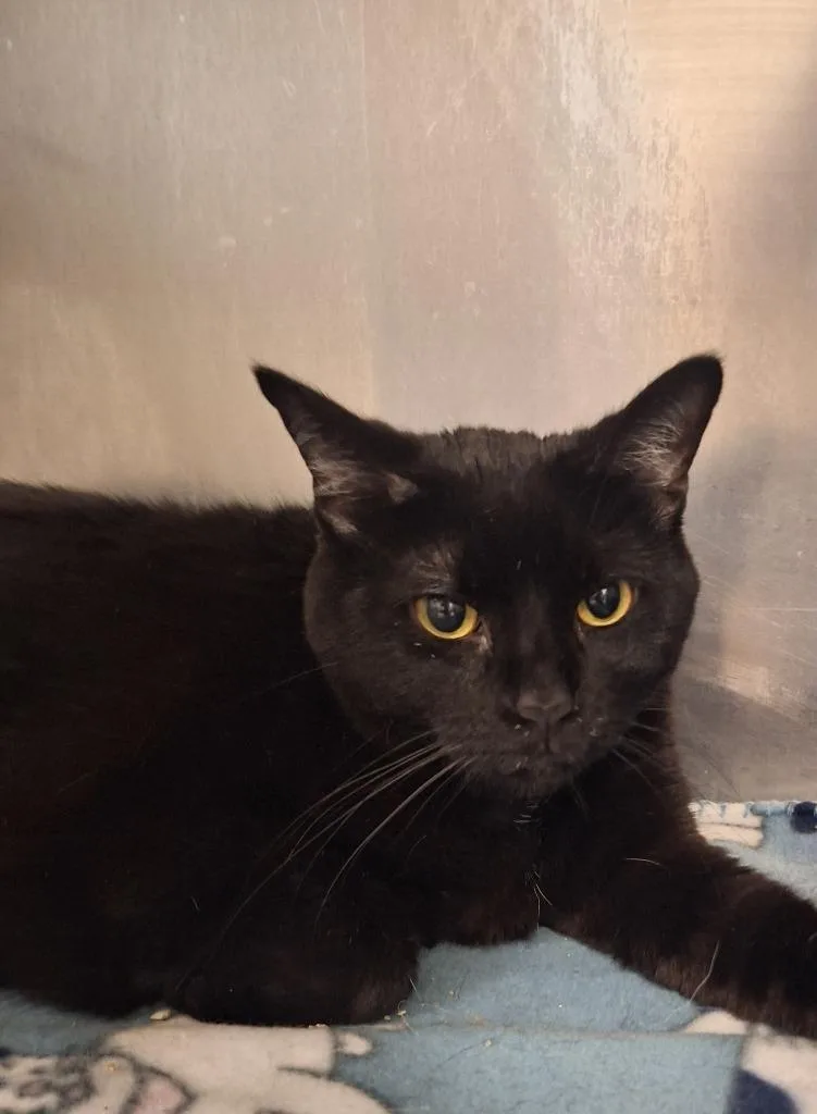 An adult small-sized female Domestic Short Hair cat named Auntie Tuna for adoption in Grand Forks, ND