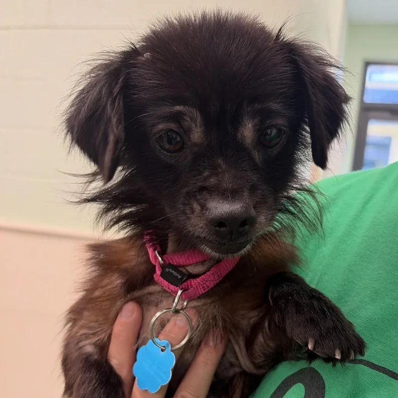 A young medium-sized female Black Mixed Breed dog named Gail for adoption in West Palm Beach, FL