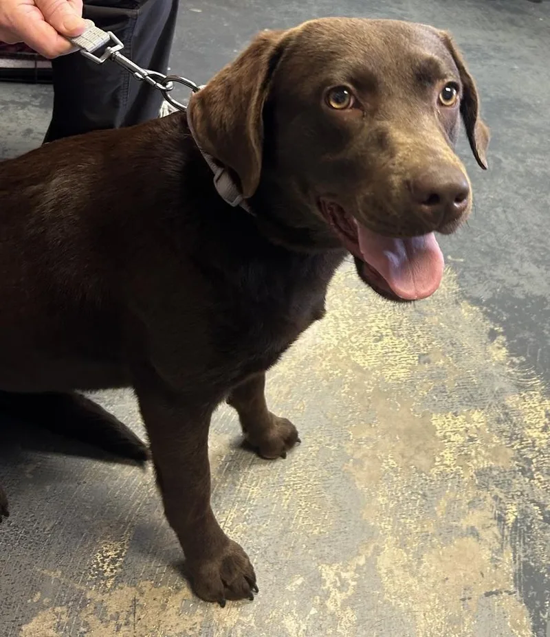 An adult large-sized female Brown / Chocolate Labrador Retriever dog named Cramarossa  Coco for adoption in Broomfield, CO