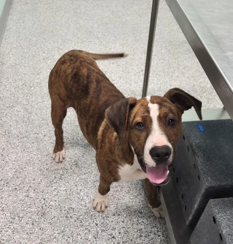 A baby large-sized male Terrier dog named Hall for adoption in Athens, TN