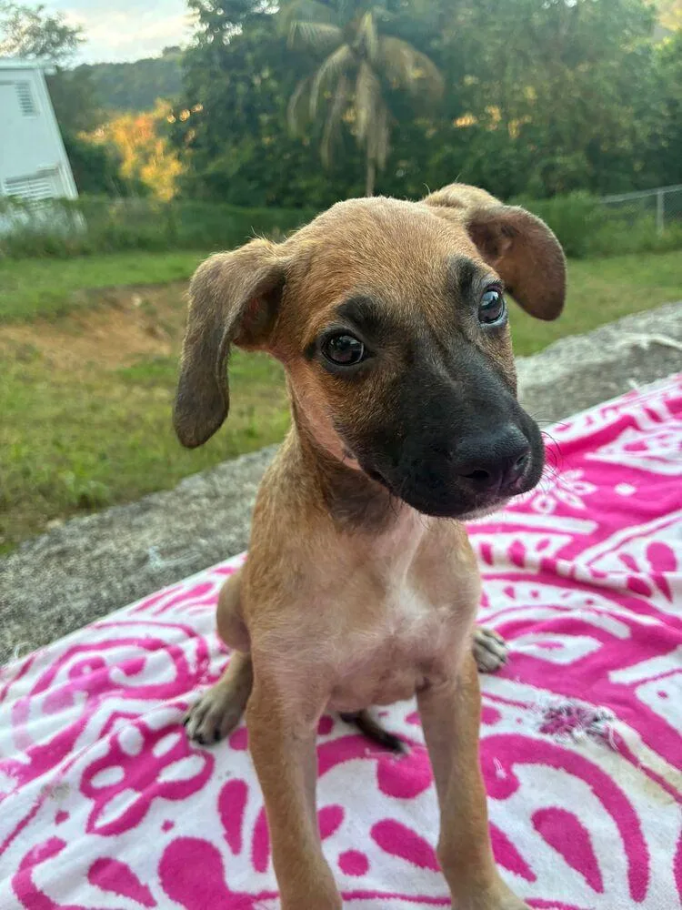 A baby small-sized male Mixed Breed dog named Teddy for adoption in Naranjito, PR