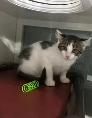 A baby small-sized male Tabby (Gray / Blue / Silver) Domestic Short Hair cat named Alan for adoption in Hutchinson, MN