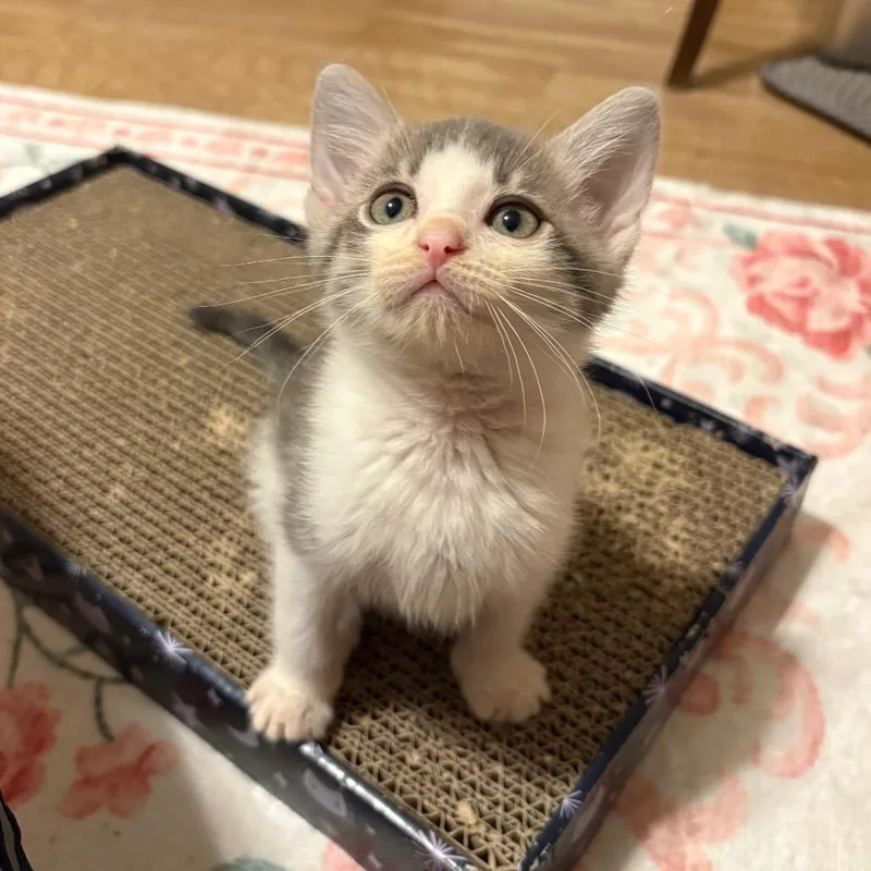 A baby small-sized male Gray / Blue / Silver Domestic Short Hair cat named Prince HumperdinckCA for adoption in Tallahassee, FL