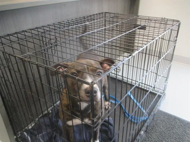 A young large-sized female Pit Bull Terrier dog named Cappy for adoption in Ocala, FL