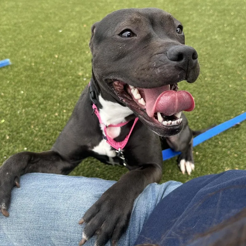 A young medium-sized female Black Mixed Breed dog named Becky for adoption in Philadelphia, PA