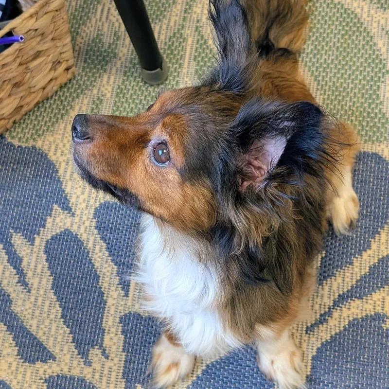 An adult small-sized male Brown / Chocolate Papillon dog named Mac for adoption in Georgetown, KY