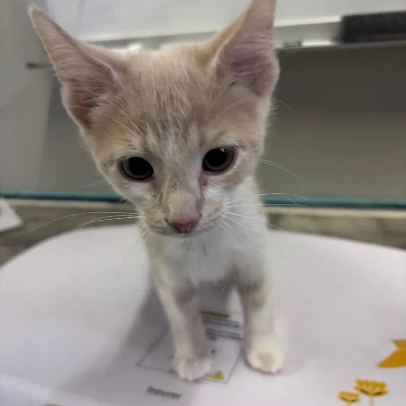 A baby small-sized male Buff / Tan / Fawn American Shorthair cat named Adam for adoption in Mocksville, NC