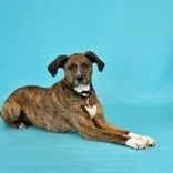 A senior large-sized female Brindle Plott Hound dog named Raja for adoption in Hilliard, OH