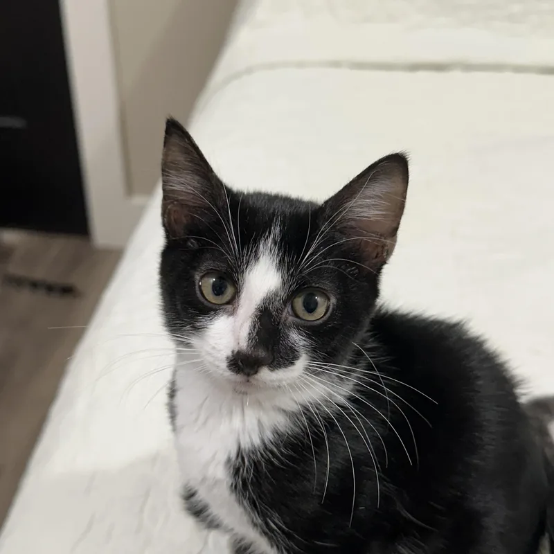 A baby small-sized female Black & White / Tuxedo Tuxedo cat named Betsie North Conroe for adoption in Spring, TX