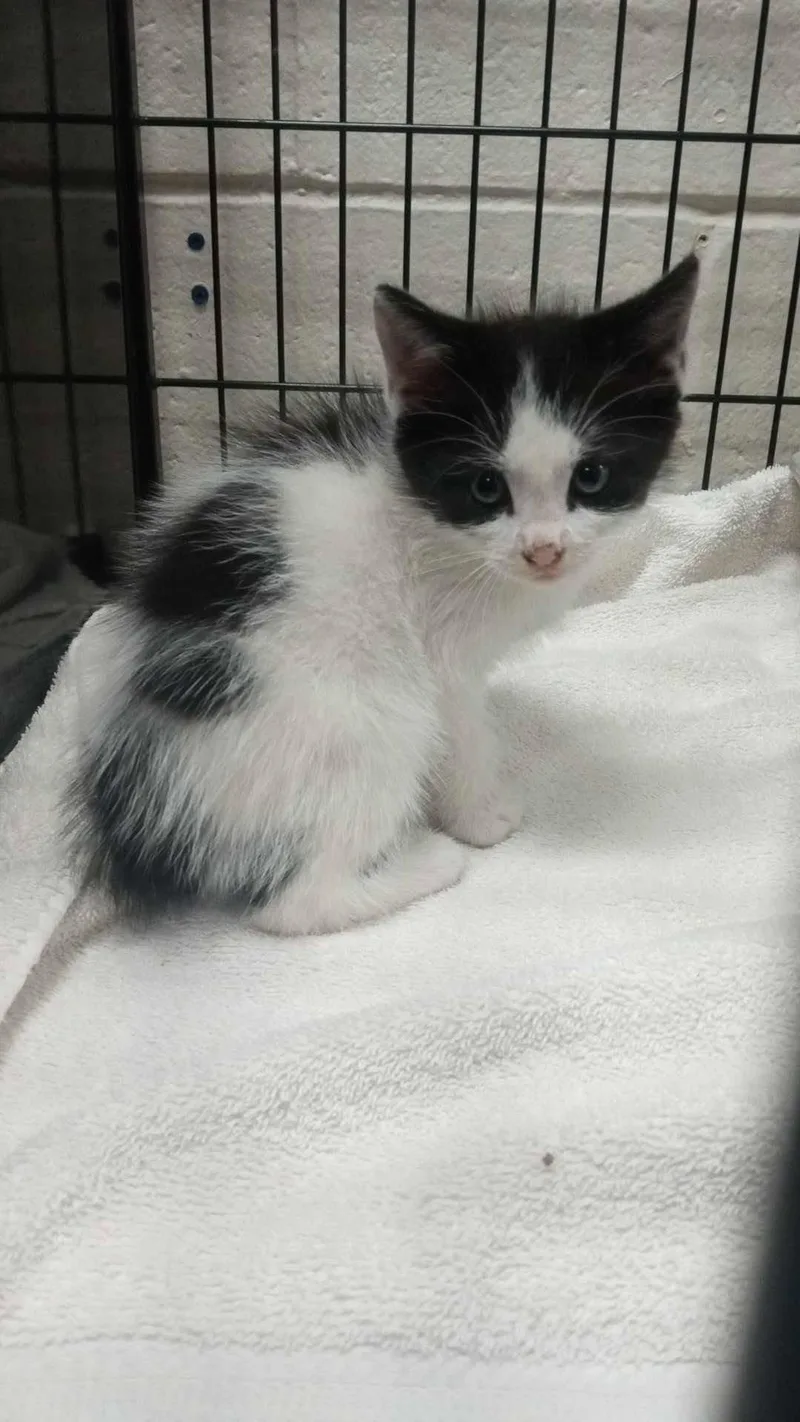 A young medium-sized male White Domestic Short Hair cat named Giddeon for adoption in Burgaw, NC