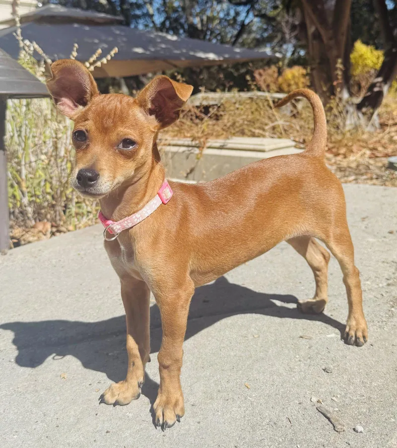 A young small-sized male Chihuahua dog named Pippa for adoption in Sunnyvale, CA