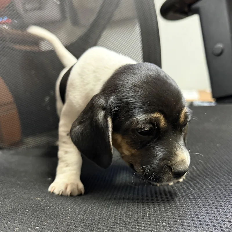 Polynesian Sauce thumbnail 2