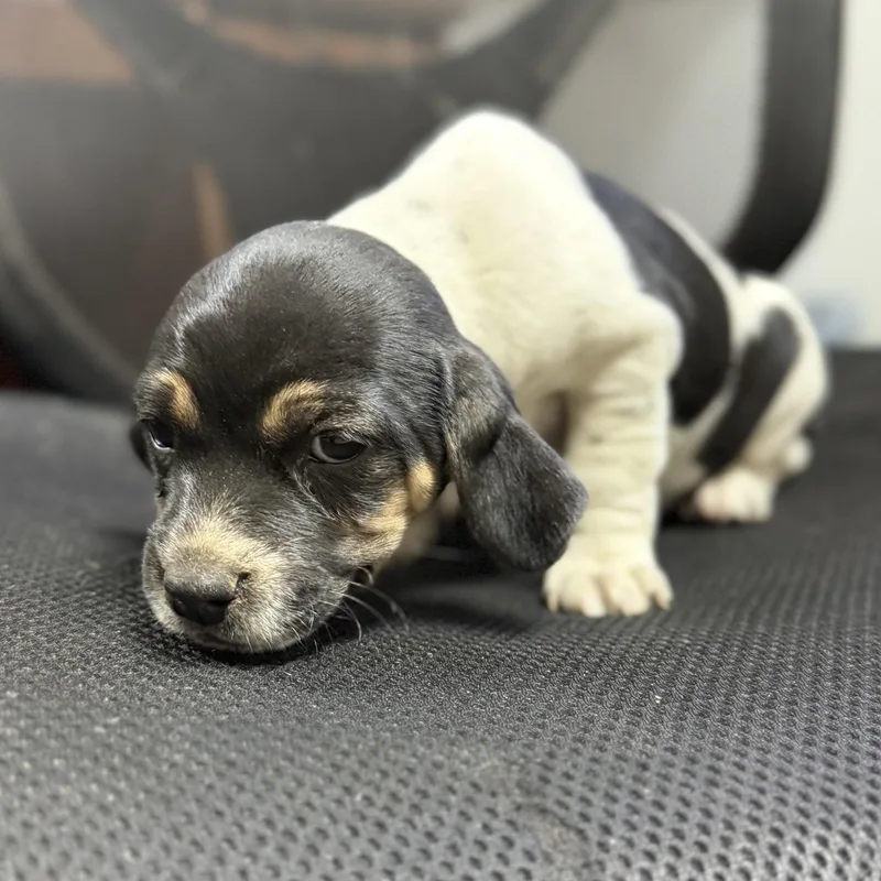 A baby small-sized female Tricolor (Brown, Black, & White) Beagle dog named Polynesian Sauce for adoption in Columbia, SC