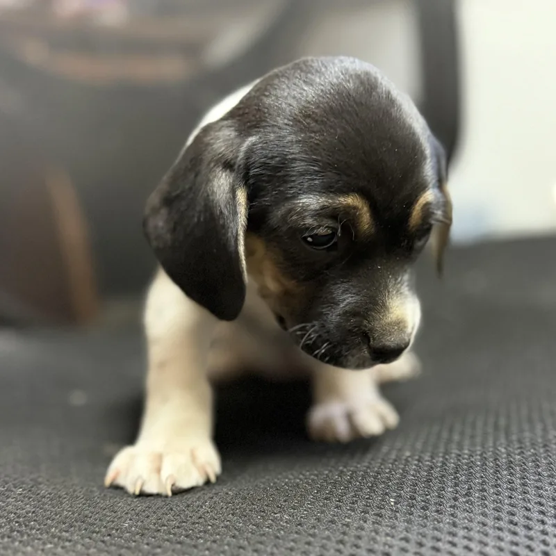 Polynesian Sauce thumbnail 3