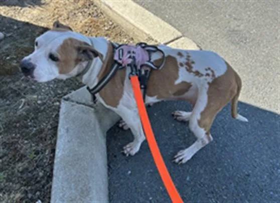 A senior large-sized female Pit Bull Terrier dog named Bella for adoption in Martinez, CA